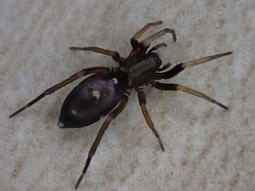 Micaria guttigera